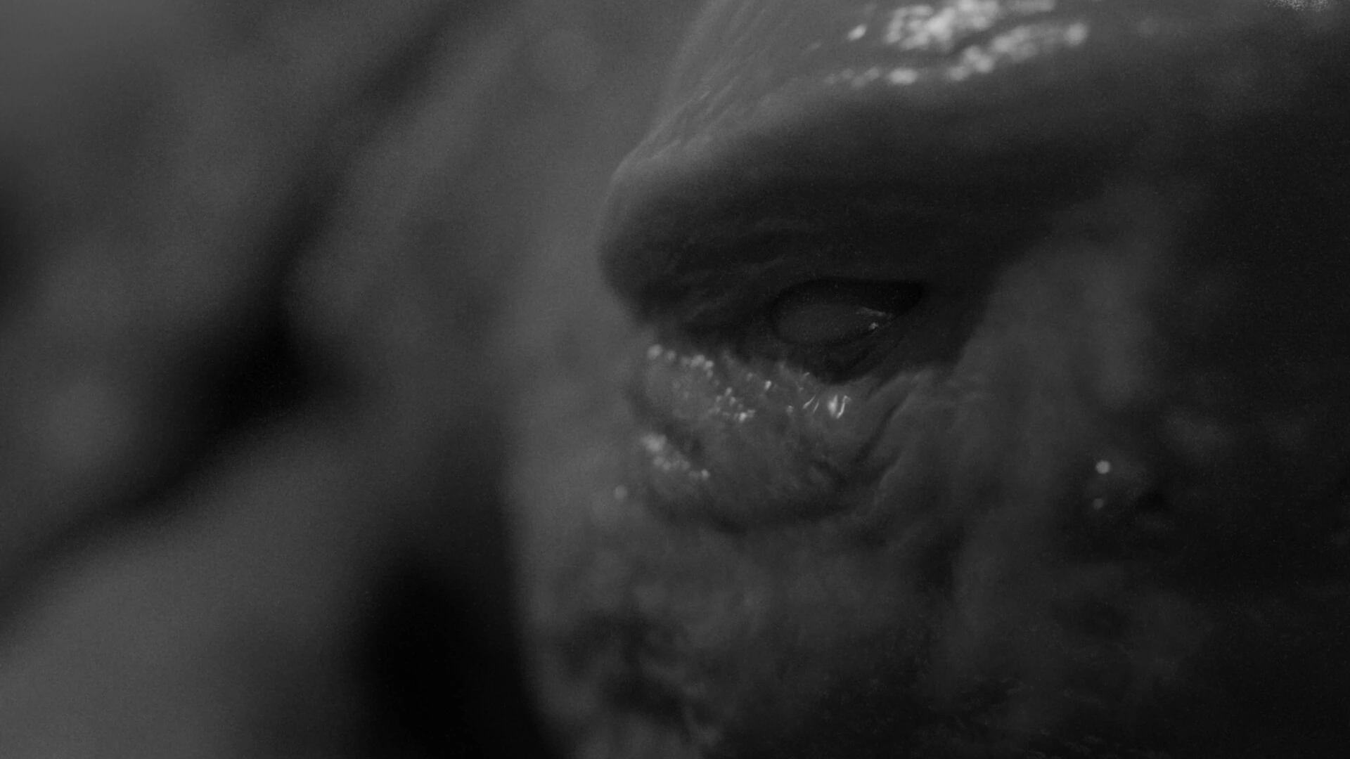 Anthill still 6